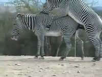Zoophilia XXX Video - Audience Enjoy the Live Show of Two Zebras Fucking